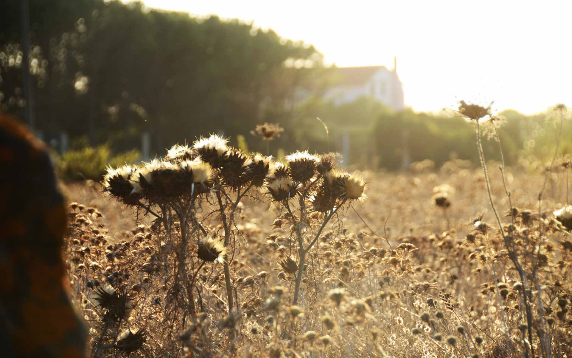 Persoonlijke spirituele coach en de verbinding met de natuur op Sardinie.