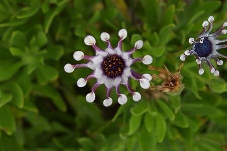 Energie van de seizoenen op Sardinie.