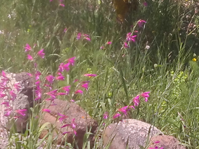 Bodymind reset weken op Sardinie in het voorjaar.